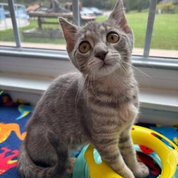 Sally -  Domestic Short Hair Cat for Adoption in South Elgin, Illinois - Sally | PetCurious