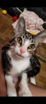 Rummy -  Domestic Short Hair Cat for Adoption in Cromwell, Kentucky - Rummy | PetCurious