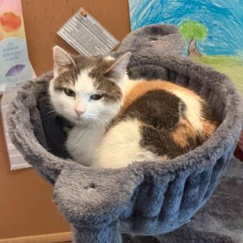 Domestic Short Hair Cats Available for Adoption - S