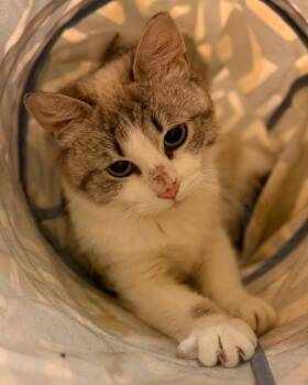 Sunday -  Domestic Short Hair Cat for Adoption in Fremont, Michigan - Sunday | PetCurious