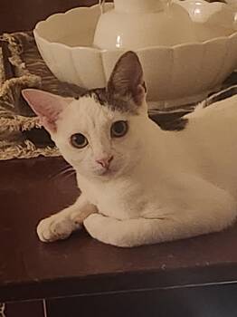 Rescue Domestic Short Hair Cats for Adoption in Westminster, California - SusiQ | PetCurious