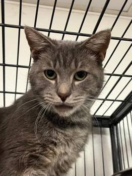 Ash -  Domestic Short Hair Cat for Adoption in Saginaw, Michigan - Ash | PetCurious