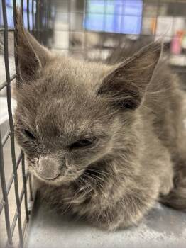 FOXY -  Domestic Long Hair Cat for Adoption in Las Vegas, Nevada - FOXY | PetCurious