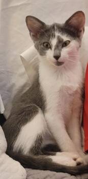 BELL -  American Shorthair Cat for Adoption in Boonville, Missouri - BELL | PetCurious