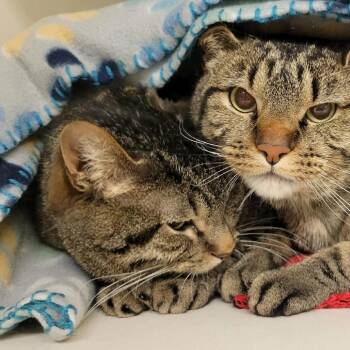 Domestic Short Hair Cats Available for Adoption in Columbia, Missouri - Frodo Baggins (& Samwise Gamgee) | PetCurious