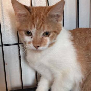 Poppy -  Domestic Short Hair Cat for Adoption in Parkersburg, West Virginia - Poppy | PetCurious