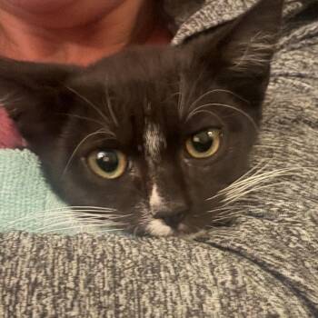 Figuro -  Domestic Short Hair Cat for Adoption in San Diego, California - Figuro | PetCurious