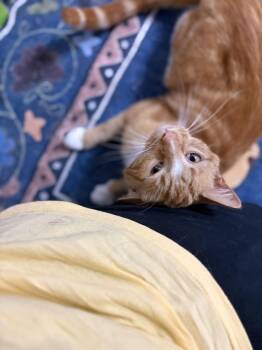 Sunny Boy -  Tabby and Domestic Short Hair Cat Available for Adoption - Sunny Boy | PetCurious