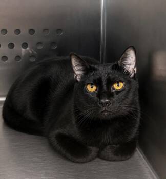 Toothless -  Domestic Short Hair Cat for Adoption in Columbia, Tennessee - Toothless | PetCurious