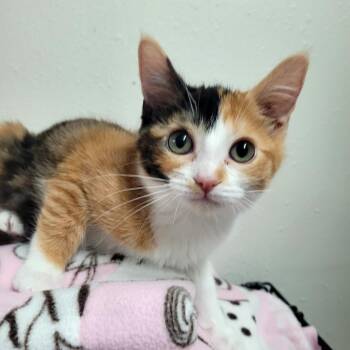 Juniper -  Domestic Short Hair Cat for Adoption in Belfair, Washington - Juniper | PetCurious