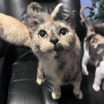 Domestic Short Hair Cats Available for Adoption in Port Richey, Florida - Stormi | PetCurious