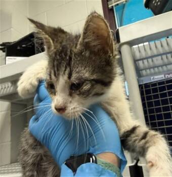 A476713 -  Domestic Short Hair Cat for Adoption in Oklahoma City, Oklahoma - A476713 | PetCurious