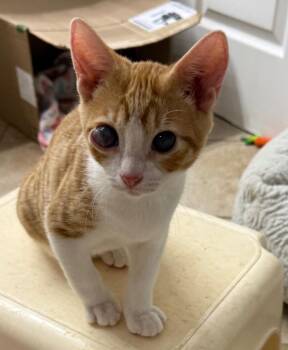 Connor -  Tabby Cat for Adoption in San Antonio, Texas - Connor | PetCurious