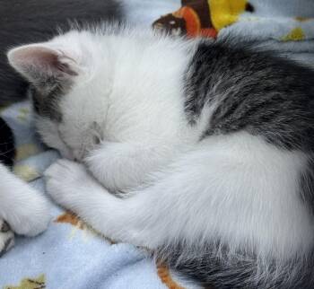 Domestic Short Hair Cats Available for Adoption in St. Cloud, Minnesota - Mike | PetCurious