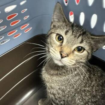 Abu -  Domestic Short Hair Cat for Adoption in Indianapolis, Indiana - Abu | PetCurious