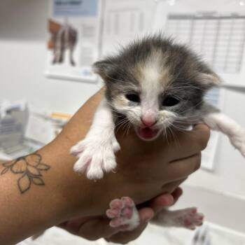 Domestic Short Hair Cats Available for Adoption in St. Louis, Missouri - Charmer | PetCurious