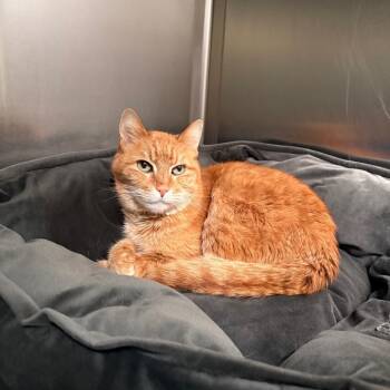 Domestic Short Hair Cats Available for Adoption in South Burlington, Vermont - Oliver | PetCurious