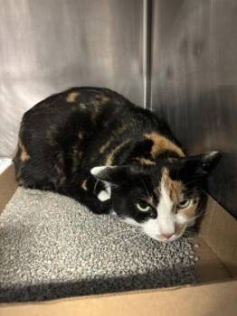 Domestic Short Hair Cats Available for Adoption in Lafayette, Indiana - Tiffany | PetCurious