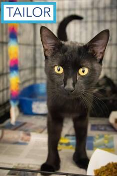 Domestic Short Hair Cats Available for Adoption in Greenville, Delaware - Tailor And Tinker: Bonded (05/18/26-40,23 Trainer) | PetCurious
