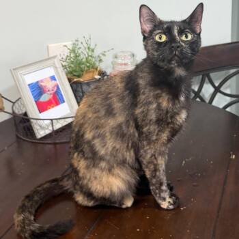 Patricia Prune -  Domestic Short Hair Cat for Adoption in Wilmington, Delaware - Patricia Prune | PetCurious