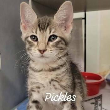 Pickles -  Domestic Short Hair Cat for Adoption in Buchanan Dam, Texas - Pickles | PetCurious