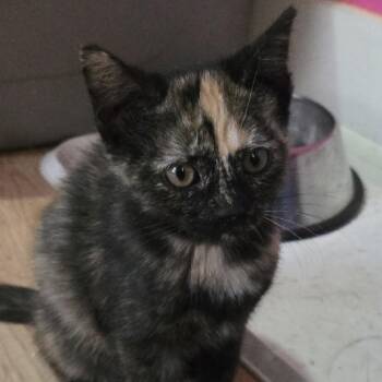 Rescue Domestic Short Hair and Tortoiseshell Cats for Adoption in Omaha, Nebraska - Amber | PetCurious