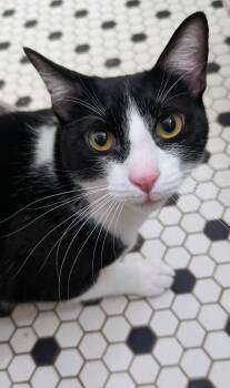 Tuxedo Cats Available for Adoption - Freddie Meowcury | PetCurious