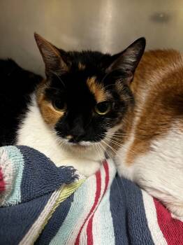 Rescue American Shorthair Cats for Adoption in Meriden, Connecticut - Pica | PetCurious