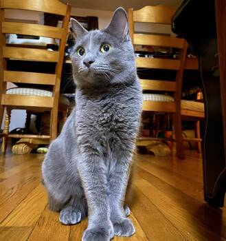 Domestic Short Hair and Extra Toes Cat Hemingway Polydactyl Cats Available for Adoption - Fae (Foster Cat) | PetCurious