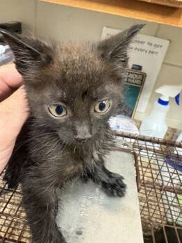 FIRECRACKER -  Domestic Short Hair Cat for Adoption - FIRECRACKER | PetCurious
