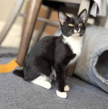 Shortsword -  Domestic Short Hair Cat for Adoption in Leesburg, Virginia - Shortsword | PetCurious