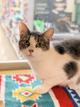 Svetlana -  Domestic Short Hair Cat for Adoption in Pearland, Texas - Svetlana | PetCurious