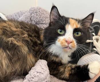 Rescue Domestic Medium Hair Cats for Adoption in Sultan, Washington - Sundance | PetCurious