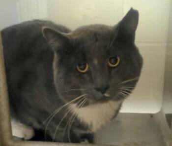 Rescue Domestic Short Hair Cats for Adoption in San Diego, California - Rourke Barn Kitty | PetCurious