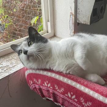 Domestic Short Hair Cats Available for Adoption in Stanwood, Washington - Zinna | PetCurious