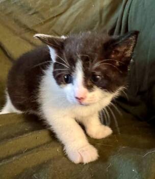 Cassiopeia -  Domestic Short Hair Cat for Adoption in Ontario, New York - Cassiopeia | PetCurious