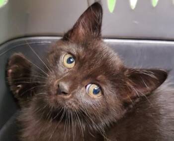 Shilo -  Domestic Medium Hair and Domestic Short Hair Cat for Adoption in Kansas City, Missouri - Shilo | PetCurious