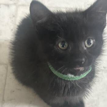Oreo -  Domestic Short Hair Cat for Adoption in York, Pennsylvania - Oreo | PetCurious