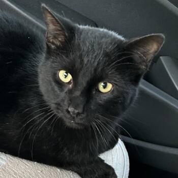 Domestic Short Hair Cats Available for Adoption in Hannibal, Missouri - Peter Parker | PetCurious