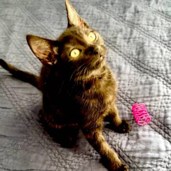 Bink -  Domestic Short Hair Cat for Adoption in Pleasant Hill, California - Bink | PetCurious