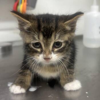 MAYHEM -  Domestic Short Hair Cat for Adoption in Richmond, California - MAYHEM | PetCurious