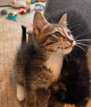 Tabby and Domestic Short Hair Cats Available for Adoption in Buford, Georgia - Ryker | PetCurious