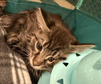 Bear -  Domestic Medium Hair Cat for Adoption in Hudson, New York - Bear | PetCurious