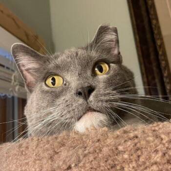 Russian Blue and Domestic Short Hair Cats Available for Adoption - Grey Cat | PetCurious