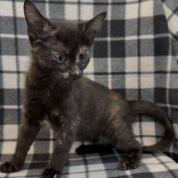 Ice (SGN) -  Domestic Short Hair Cat Available for Adoption in Janesville, Wisconsin - Ice (SGN) | PetCurious