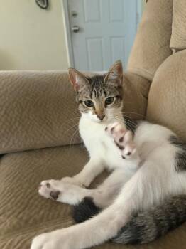 Lily 3742 -  Domestic Short Hair Cat for Adoption in Dallas, Texas - Lily 3742 | PetCurious