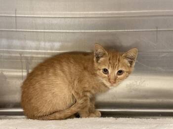 MR. LLAMA -  Domestic Short Hair Cat for Adoption in Tustin, California - MR. LLAMA | PetCurious