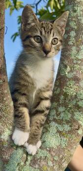 Mangosteen -  Domestic Short Hair and Tabby Cat for Adoption in Homestead, Florida - Mangosteen | PetCurious