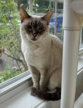 Heidi -  Domestic Short Hair and Siamese Cat for Adoption in Westbrook, Connecticut - Heidi | PetCurious