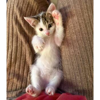 Lolipop 6 -  Domestic Short Hair Cat for Adoption in Austin, Texas - Lolipop 6 | PetCurious